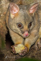 brushtail 1234