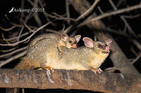 brushtail 4231 001