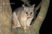 brushtail 4240