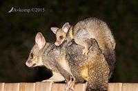 brushtail 4274