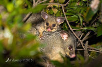 brushtail 4281