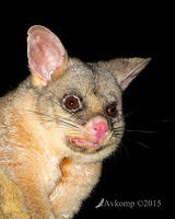 brushtail 4284