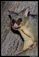 brushtail possum 6085 vertical