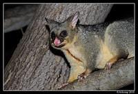 brushtail possum 6085