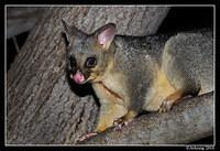 brushtail possum 6086