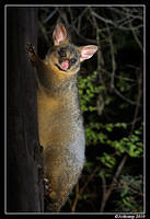 brushtail possum 6123 cropped