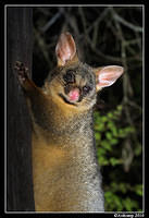 brushtail possum 6123 portrait