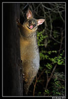 brushtail possum 6123