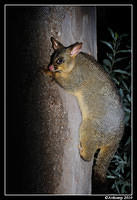 brushtail possum 6124 cropped