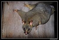 brushtail possum 6125