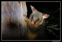 brushtail possum 6127