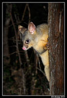 brushtail possum 6128