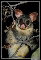 brushtail possum 6134