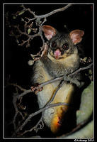 brushtail possum 6135