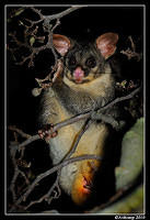 brushtail possum 6136