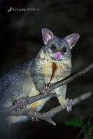 brushtail possum 16491