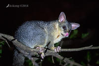 brushtail possum 16493