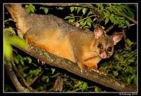 brushtail possum 5923