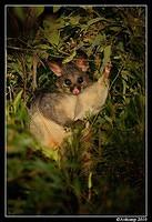 brushtail possum 5930