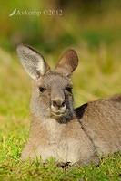 eastern grey kangaroo 4155