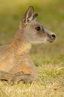 eastern grey kangaroo 4156