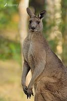 eastern grey kangaroo 4158