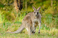 eastern grey kangaroo 4163