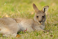 eastern grey kangaroo 4165