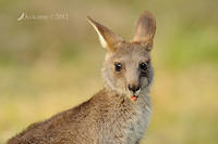 eastern grey kangaroo 4167