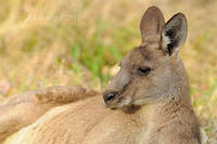 eastern grey kangaroo 4168