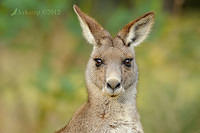 eastern grey kangaroo 4170