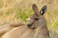 eastern grey kangaroo 4172