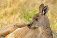 eastern grey kangaroo 4173