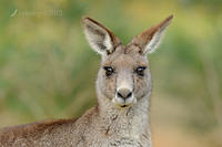 eastern grey kangaroo 4176