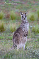 eastern grey kangaroo 0239