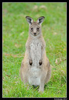 eastern grey kangaroo 0325