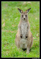 eastern grey kangaroo 0326