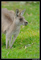 eastern grey kangaroo 0328