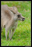 eastern grey kangaroo 0329