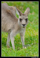 eastern grey kangaroo 0330