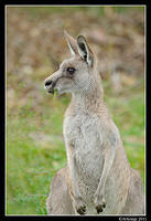 eastern grey kangaroo 0332