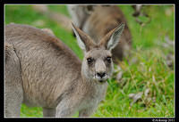 eastern grey kangaroo 0333