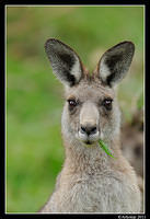 eastern grey kangaroo 0336