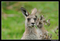 eastern grey kangaroo 0338