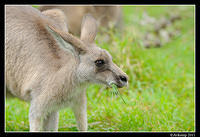 eastern grey kangaroo 0339