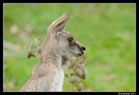 eastern grey kangaroo 0340