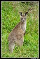 eastern grey kangaroo 0344