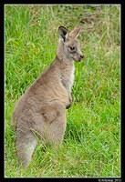 eastern grey kangaroo 0345