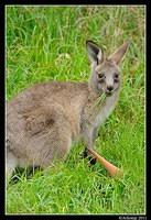 eastern grey kangaroo 0346