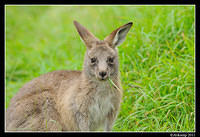 eastern grey kangaroo 0350